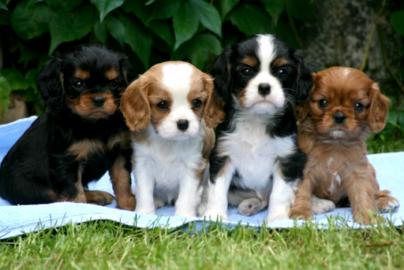 Cavalier King Charles Spaniel Welpen ber