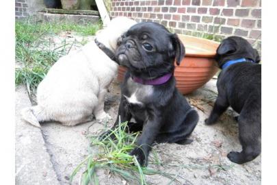 Wundersch�ne Mini Mops Welpen Schwarz Un