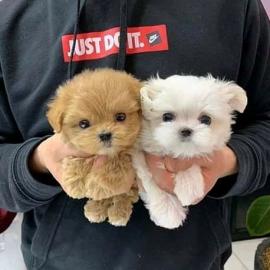 Pudelwelpen Jungen und M?dchen