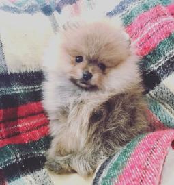 Wundersch�ne Pomeranian Zwergspitz