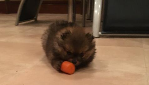 Wundersch�ne Pomeranian Zwergspitz