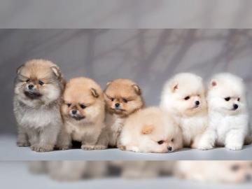 Pomeranienwelpen in liebevolle H?nde abz