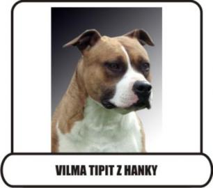 American Staffordshire Terrier zu verkau