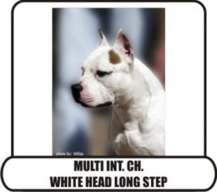 American Staffordshire Terrier zu verkau