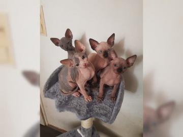 Canadian Sphynx Kitten