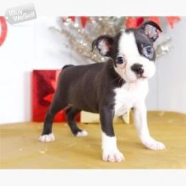 Boston Terrier Welpe in chocolate mit