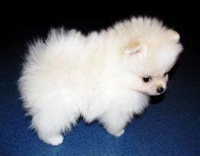 S?sse Pomeranian Zwergspitz Welpen Verf?