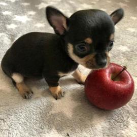 s��e MINI chihuahua welpen mit Papieren
