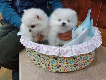 Zuckers?sse Pomeranian Welpen abzugeben