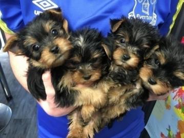 Sportliche Yorkshire Terrier Welpen. What