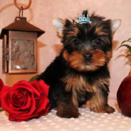 Weihnachten Yorkshire-Terrier-We
