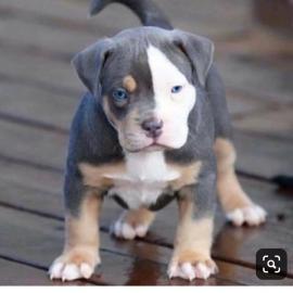 AMERICAN PITBULL WELPEN F�R 285EUROS