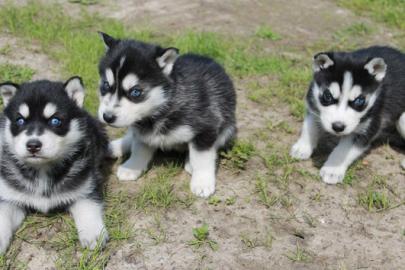 Reinrassige siberian huskyBabys suchen e