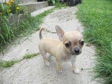 Spenden meine Chihuahua