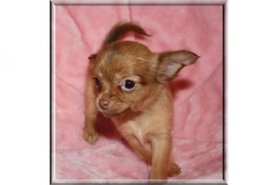 Wunderschne mini  Chihuahua-Welpen abzu
