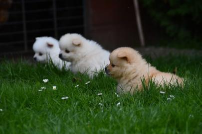 Pomeranian Welpen f?r neues Zuhause