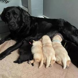 Wundersch?ne Labrador Retriever Welpen z