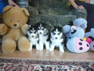 Reinrassige Siberian Husky Welpen mit Pa