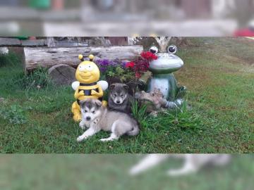 Alaskan malamute Welpen