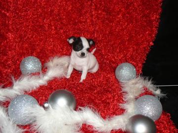 Mini Chihuahua Welpen