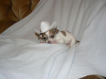 Mini Chihuahua Welpen