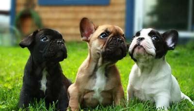 Wundersch�ne Franz�sisch Bulldogge Welpe