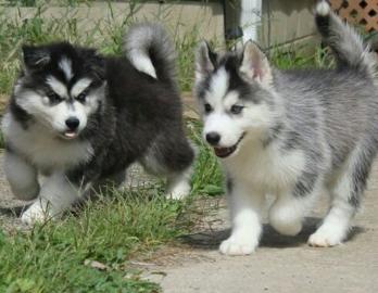 Wundersch?ne kr?ftige Husky welpen