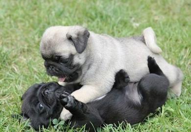 Mops Welpen umst�ndehalber abzugeben. 