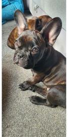 Franz?sische Bulldoggen Welpen