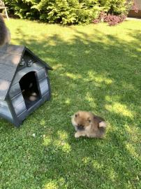 Pomeranian