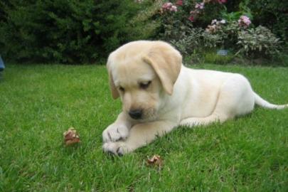 Verf?gbare Labrador-Welpen zum Verkauf