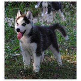 Wundersch�ne Siberian Husky-Welpen