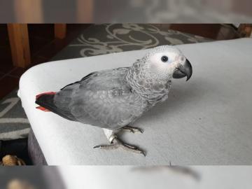 Verspielte Graupapageien