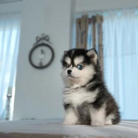 Mini-Pomsky-Welpen. 