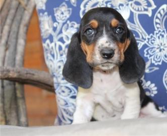 Bassett Hounds jetzt bereit f?r ein neue