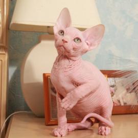 Baby kitten mit papieren