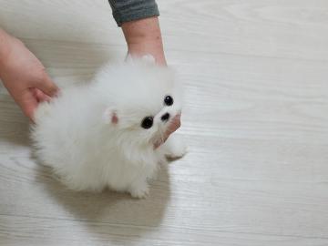 Pomeranian-WhatsApp:+491631058457