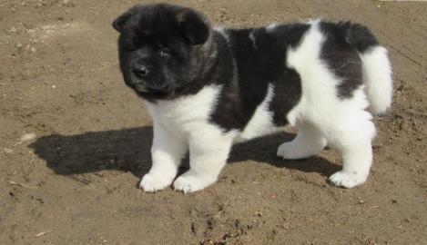 Akira puppy