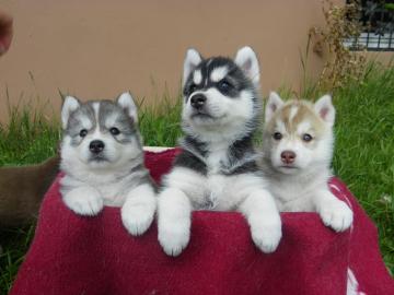 Siberian husky Welpen