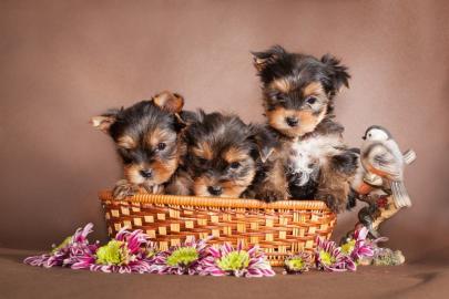 Weihnachten Yorkshire Terrier Welpen mit