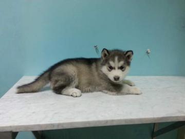 4 Monate alten Husky Welpen