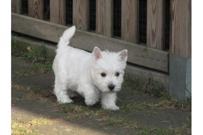 Zauberhafte Westiewelpen VDH/KFT Jedes T