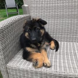 German Shepherd puppies ready For Sale