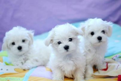 S?sse Wundersch?ne MINI Malteser Welpen