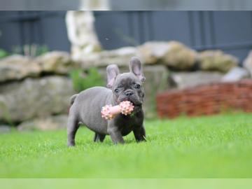 Reinrassige Franz?sische Bulldogge Welpe