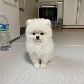 Liebevolle Teetasse Pomeranian erh?ltlic