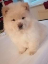 Chow Chow Welpen zu verkaufen whatsapp N