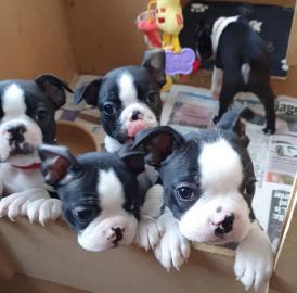 Boston Terrier Welpen zu verkaufen whats