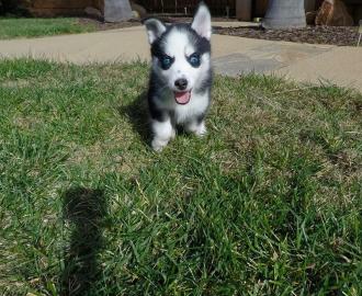 Siberian Husky Welpen