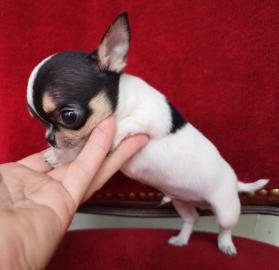 MINI chihuahua welpen mit Papieren